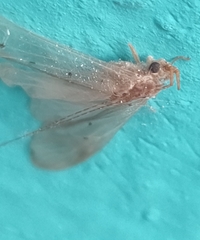 Aethaloptera