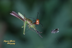 Argyrodes flavescens