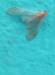 Aethaloptera