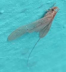 Aethaloptera
