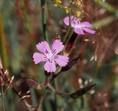 Dianthus corymbosus