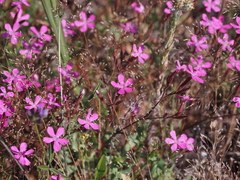 Dianthus corymbosus