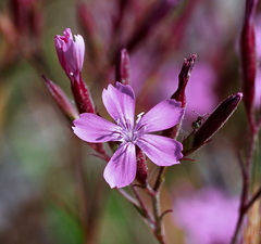 Dianthus corymbosus