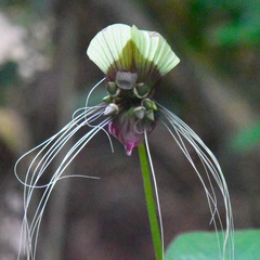 Tacca integrifolia