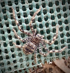 Holconia murrayensis