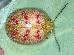 Paropsis obsoleta