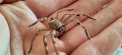 Sparassidae
