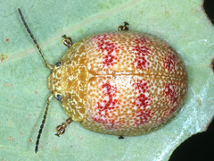 Paropsis obsoleta