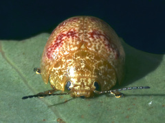Paropsis obsoleta