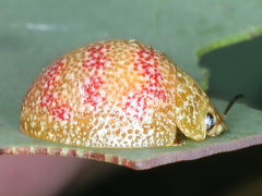 Paropsis obsoleta