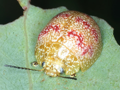 Paropsis obsoleta