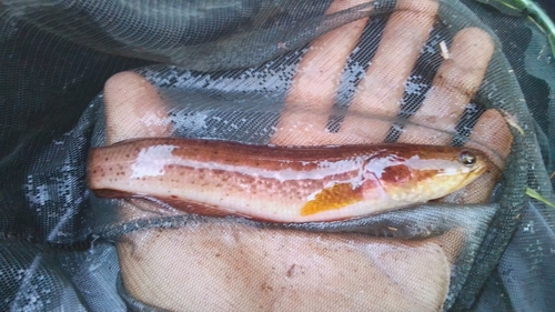 Bangka snakehead (Channa bankanensis) — Channidae — 3