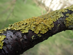 Xanthoria parietina