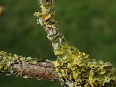 Xanthoria parietina