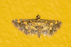 Eurrhyparodes bracteolalis