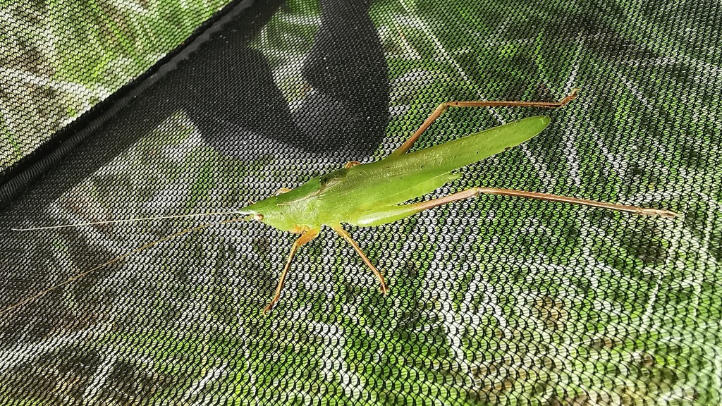 Neoconocephalus macroxiphus