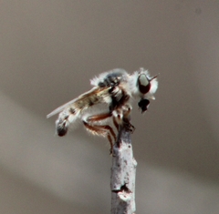 Dasypecus heteroneurus