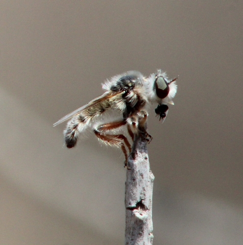 Dasypecus heteroneurus
