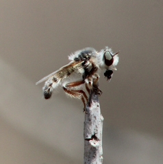 Dasypecus heteroneurus