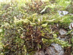 Homalothecium sericeum