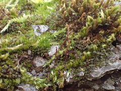 Homalothecium sericeum