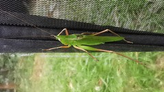 Ruspolia macroxiphus