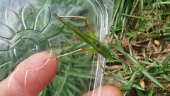 Ruspolia macroxiphus