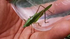 Ruspolia macroxiphus