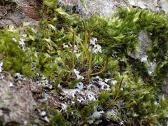 Homalothecium sericeum