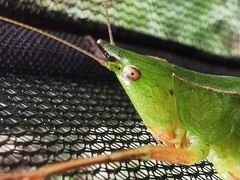 Ruspolia macroxiphus