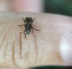 Pantorhaenas conspersus