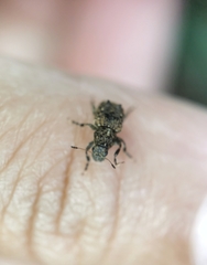 Pantorhaenas conspersus