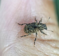 Pantorhaenas conspersus