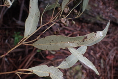 Eucalyptus dalrympleana