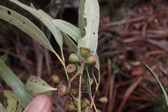 Eucalyptus dalrympleana