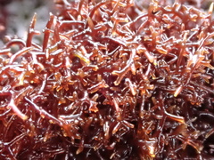 Endocladia