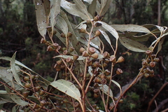 Eucalyptus dalrympleana