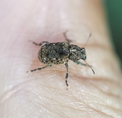 Pantorhaenas conspersus