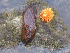 Apostichopus parvimensis