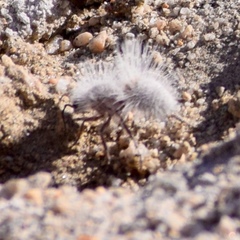 Dasymutilla gloriosa