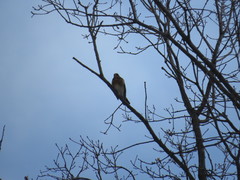 Turdus pilaris