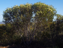 Eucalyptus phaenophylla