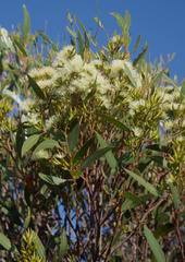 Eucalyptus phaenophylla