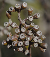 Eucalyptus phaenophylla