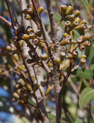 Eucalyptus phaenophylla