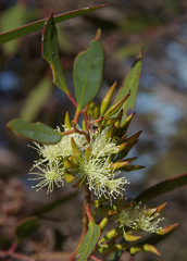 Eucalyptus phaenophylla