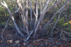 Eucalyptus phaenophylla