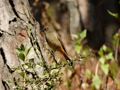 Phoenicurus frontalis