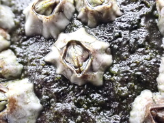 Austrominius modestus