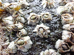 Austrominius modestus